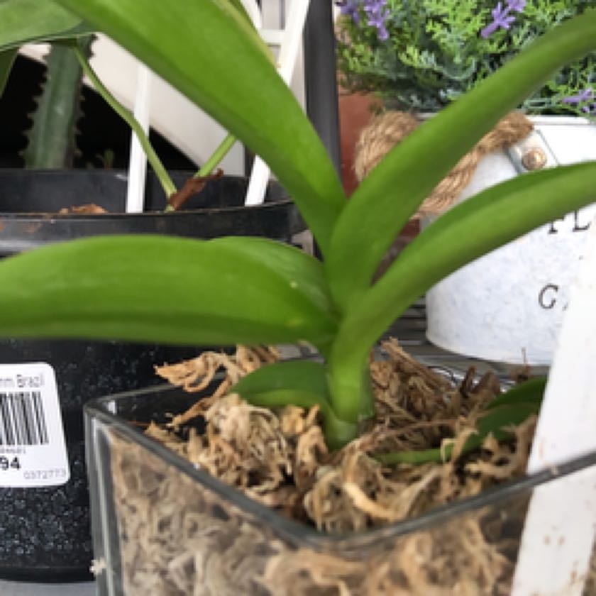 Photo of the plant species Dendrobium by @PrimoBlackgrass named Hemingway on Greg, the plant care app