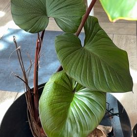 Photo of the plant species Homalomena truncata by @PrimoBlackgrass named Nithin on Greg, the plant care app