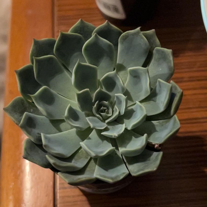 Photo of the plant species Succlent by @RuggedTigerpear named Kesha on Greg, the plant care app