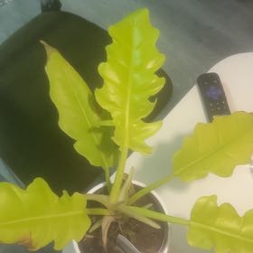 Photo of the plant species Philodendron stenolobum by @QualitySedge named Rosa on Greg, the plant care app