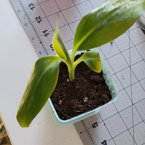 Photo of the plant species Orinoco Banana by @WinBubbleplant named Banana on Greg, the plant care app