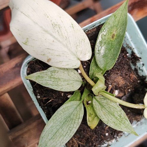 Photo of the plant species Silver Ghost Mint Bush by @WinBubbleplant named Philodendron Ghost on Greg, the plant care app