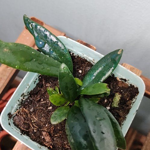 Photo of the plant species Blue Fern by @WinBubbleplant named Blue Fern on Greg, the plant care app
