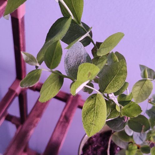 Photo of the plant species Top Hat Blueberry by @WinBubbleplant named Delilah on Greg, the plant care app