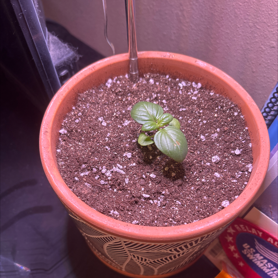 Bean