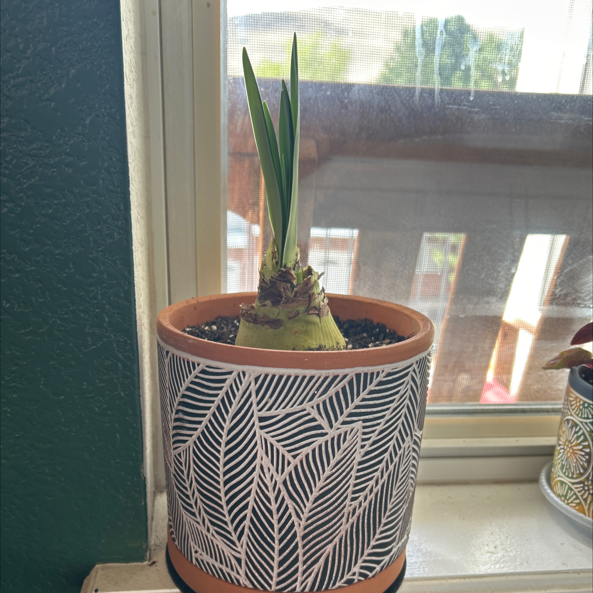 Photo of the plant species Giant Amaryllis by @EmilysGrowasis named Amy on Greg, the plant care app