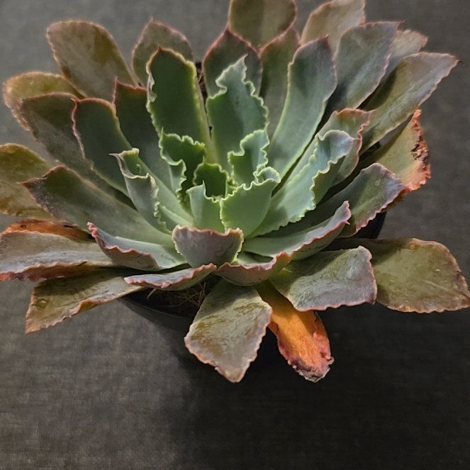 Photo of the plant species Echeveria 'Neon Breaker' by @BBubbles15 named James Dean on Greg, the plant care app