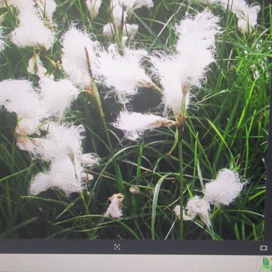 Photo of the plant species Scheuchzer's Cottongrass by @DignifiedWorm named Terra on Greg, the plant care app