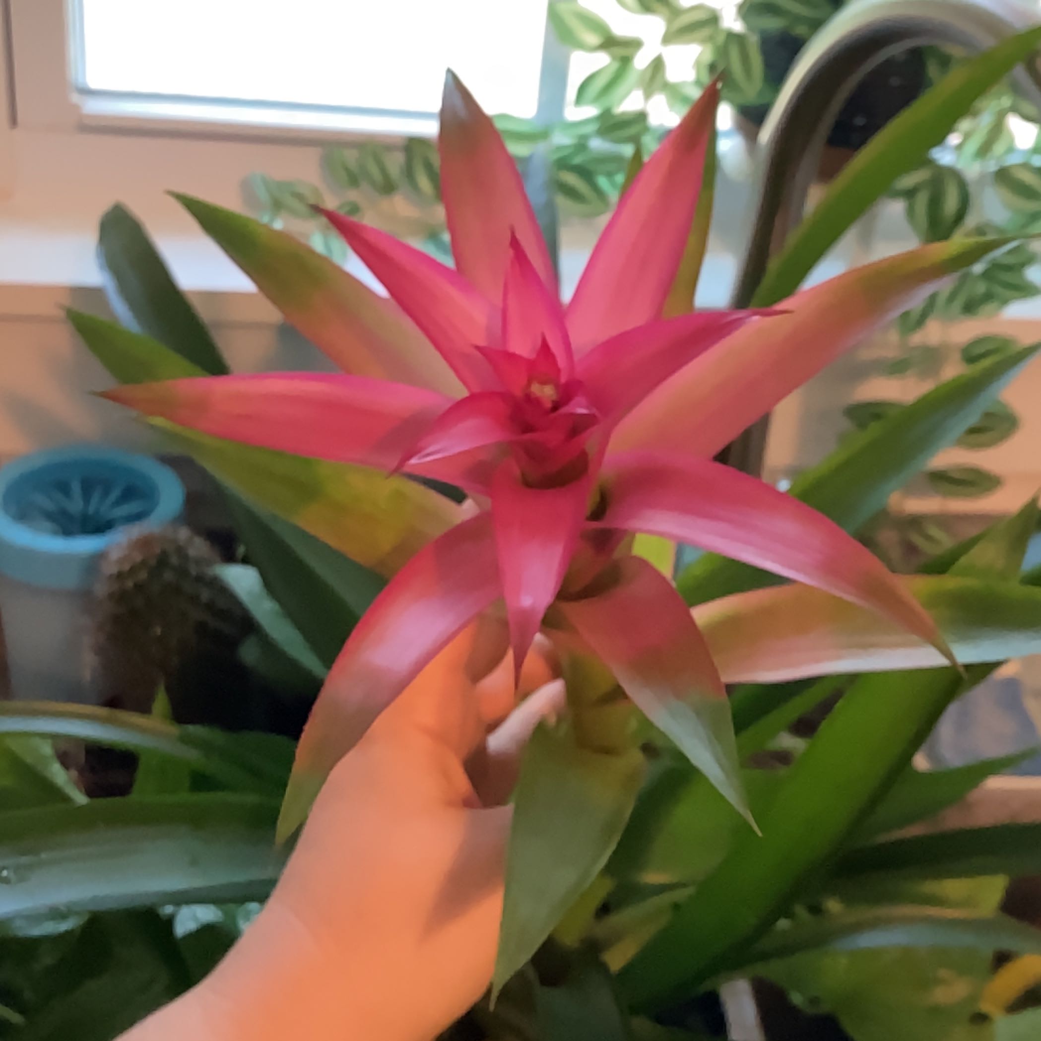 Bromeliad plant with vibrant pink flowers, held by a hand.