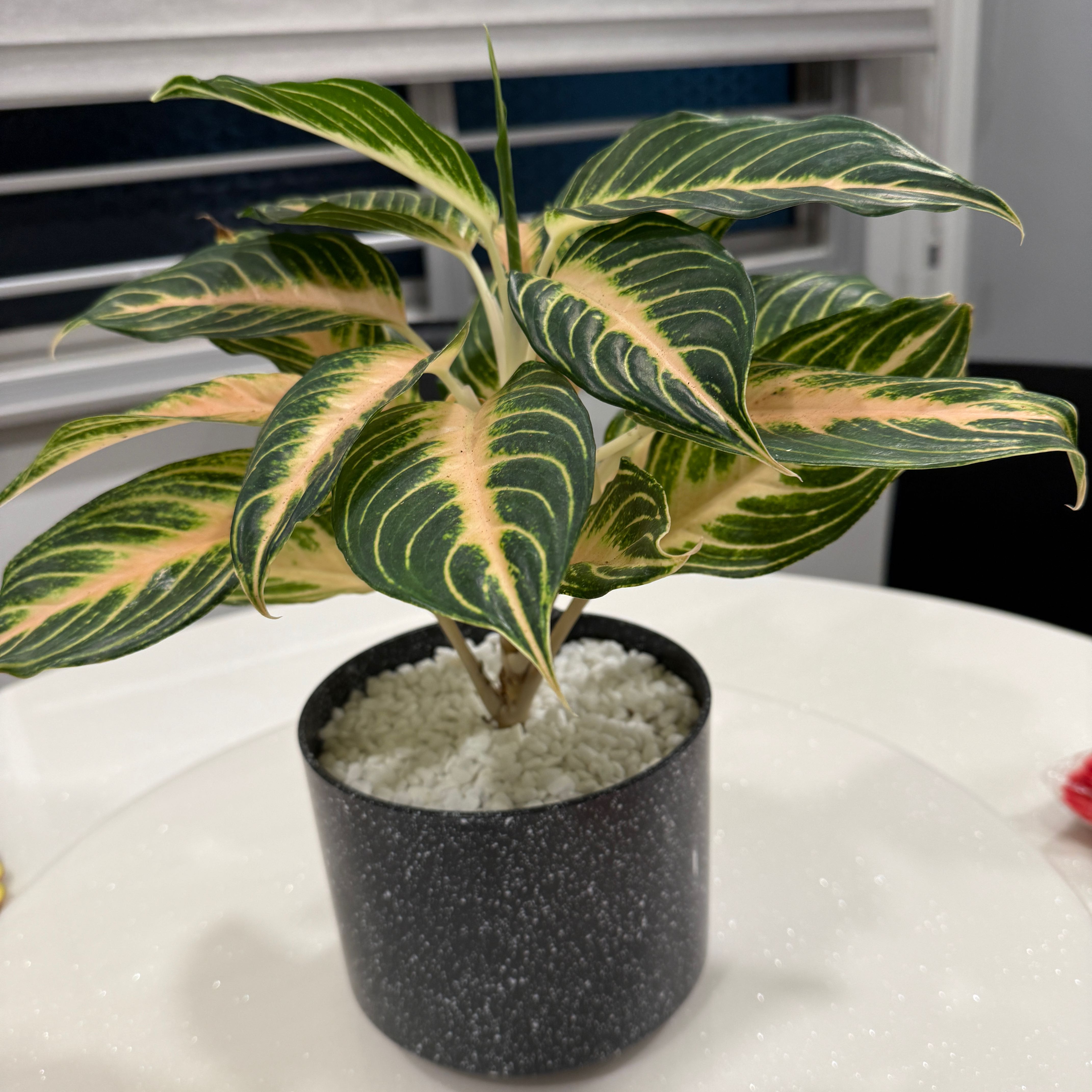 Photo of the plant species Chinese Evergreen 'Pink Siam' by @MiracleLilac69 named Anne on Greg, the plant care app