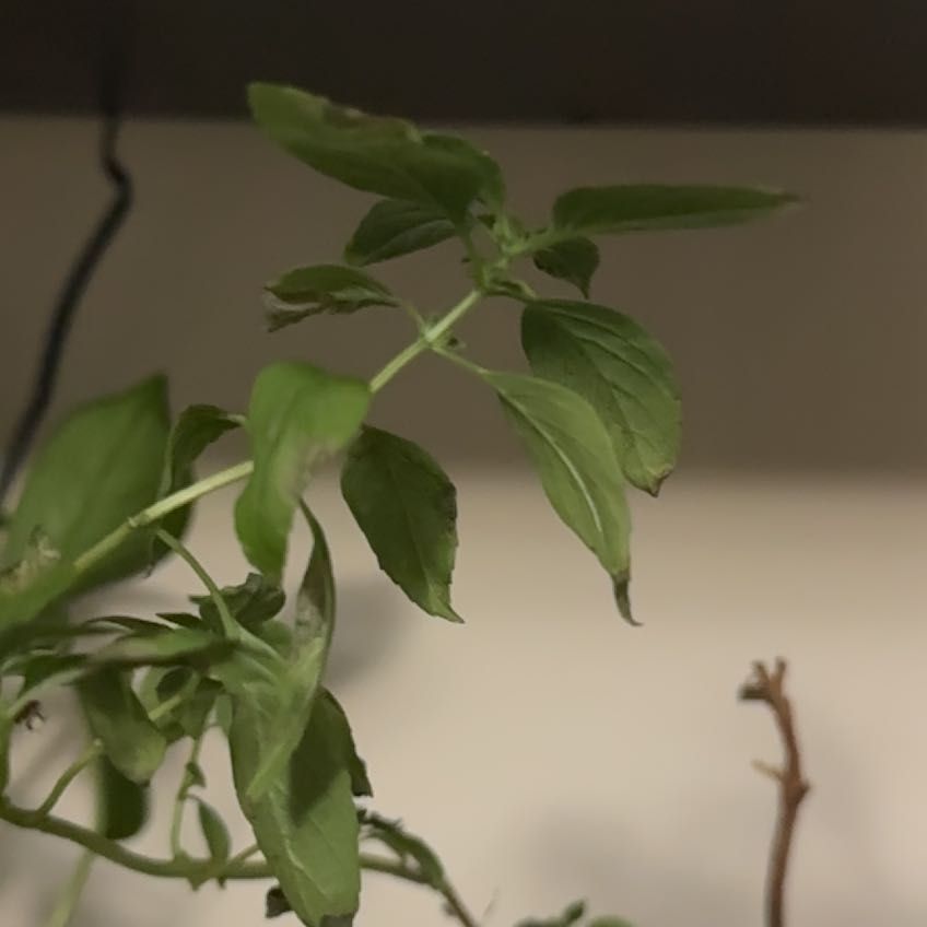 Photo of the plant species Siam Basil by @GallantDuwei84 named Duke on Greg, the plant care app