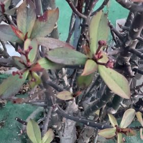 Photo of the plant species Tree Rhododendron by @ExactBlackpea56 named Sir Plancelot on Greg, the plant care app