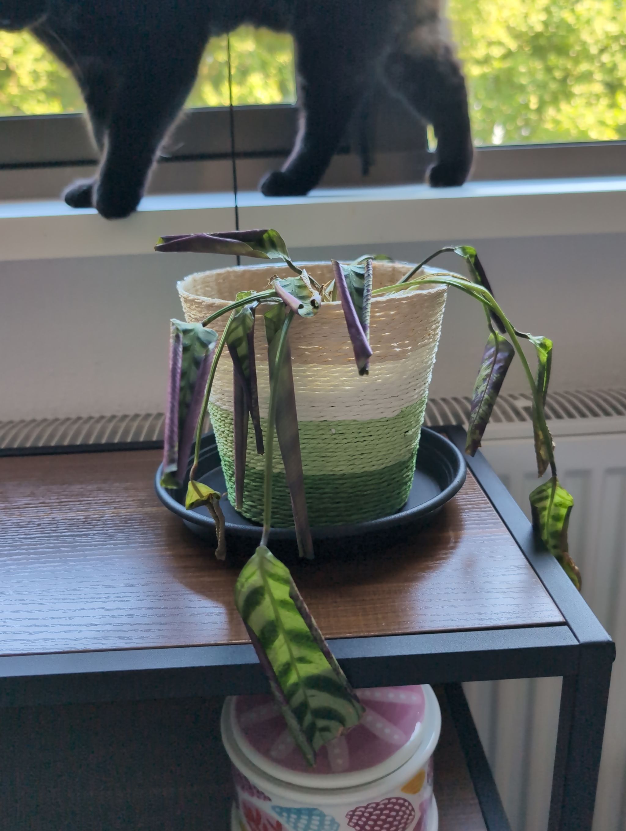 Photo from the post