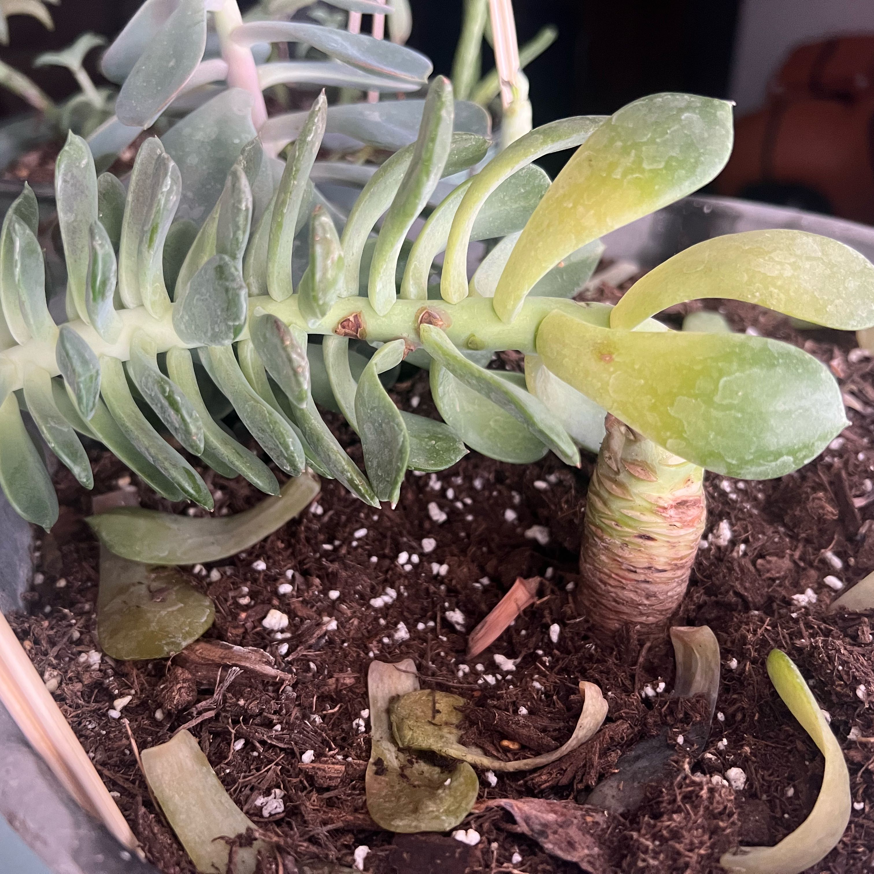 Photo of the plant species Succulent by @SportyKermesoak named Marley on Greg, the plant care app