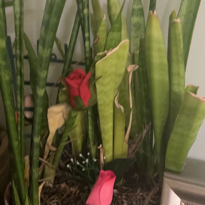 Photo of the plant species Torch Ginger by @DotingKanono37 named McKinley on Greg, the plant care app