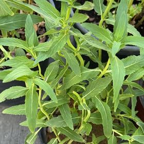 Photo of the plant species Horse Mint by @PunchyCooperi named Doja Cat on Greg, the plant care app