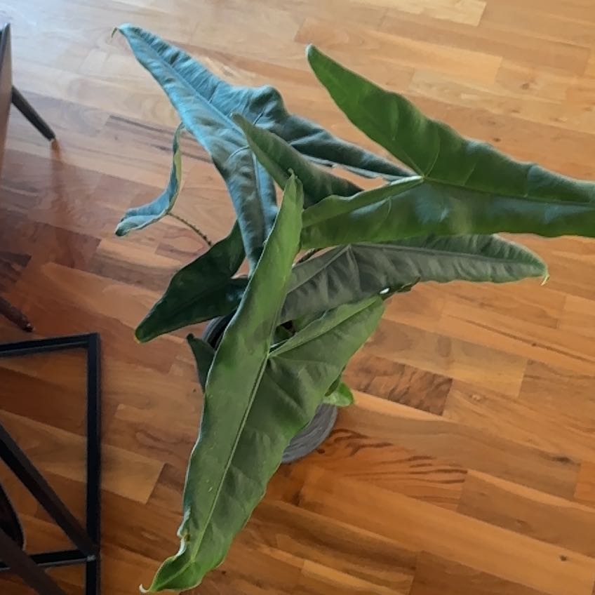 Photo of the plant species Alocasia tigrina by @YardHardbeech named Alocasia Tigrina on Greg, the plant care app