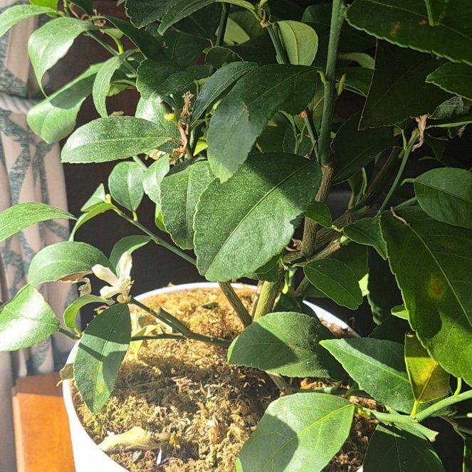 Photo of the plant species Lagunaria by @FreeHairysedge named Doja Cat on Greg, the plant care app