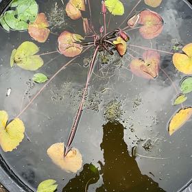 Plant care for Dwarf Water Lily on Greg, the plant care app