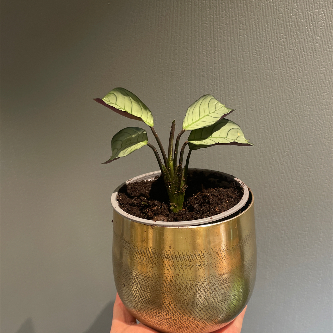 Photo of the plant species Calathea Grey Star by @DefiniteCobnut named Calathea Grey Star (VD) on Greg, the plant care app