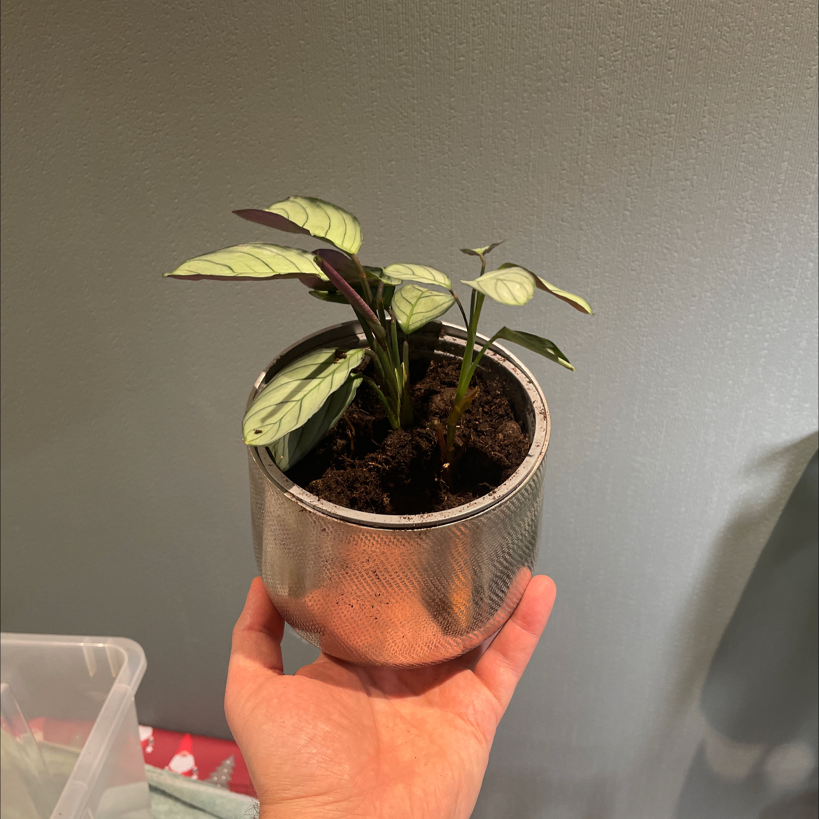 Photo of the plant species Calathea Grey Star by @DefiniteCobnut named Calathea Grey Star (dobbel) on Greg, the plant care app