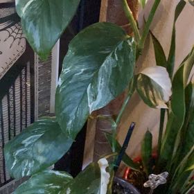 Photo of the plant species Rhaphidophora Sp (Giant) by @LordRimu61 named Messi on Greg, the plant care app