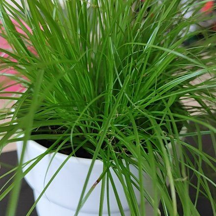 Photo of the plant species Zumula Cat Grass by @ExecGlacierlily named Diana on Greg, the plant care app