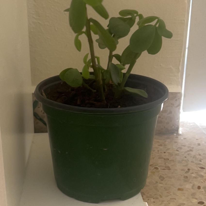Photo of the plant species Portulacaria afra 'Mammoth' by @DollNorwaymaple named Harmony on Greg, the plant care app