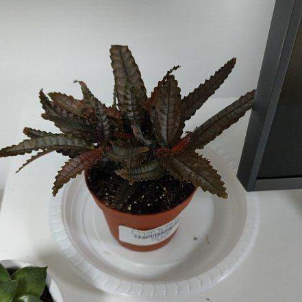 Photo of the plant species Pilea 'Black Mystery' by @GrandRubbertree named Sigmund on Greg, the plant care app