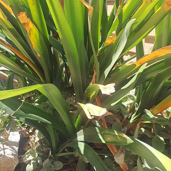 Photo of the plant species Clivia by @SightlyRutabaga named Apollo on Greg, the plant care app