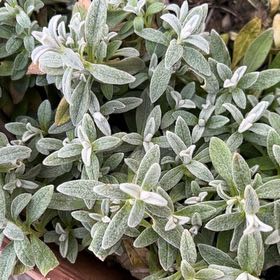 Photo of the plant species Snow-in-Summer by @Amee named Remington on Greg, the plant care app