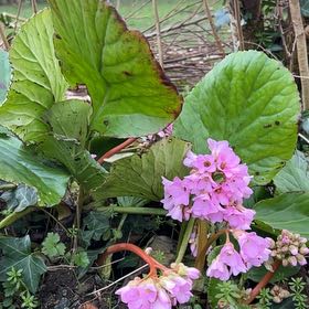 Photo of the plant species Heart-Leaved Bergenia by @Amee named Tolkien on Greg, the plant care app