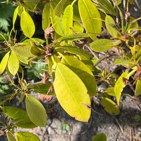 Photo of the plant species Pacific Rhododendron by @Amee named Taylor Swift on Greg, the plant care app