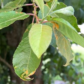 Photo of the plant species Goat Willow by @Amee named Figyonce on Greg, the plant care app