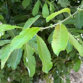 Photo of the plant species Pussy Willow by @Amee named Mochi on Greg, the plant care app