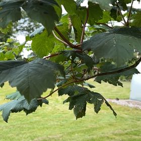 Photo of the plant species Sycamore Maple by @Amee named Kylie on Greg, the plant care app