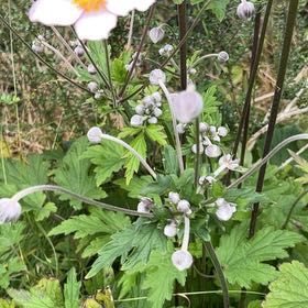 Photo of the plant species Eriocapitella hupehensis by @Amee named Nemo on Greg, the plant care app