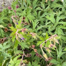 Photo of the plant species Meadow Geranium by @Amee named Fernie Mac on Greg, the plant care app