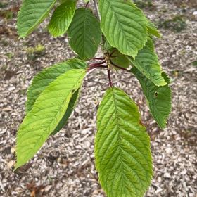 Photo of the plant species Sweet Cherry by @Amee named Elina on Greg, the plant care app