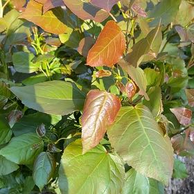 Photo of the plant species Black Poplar by @Amee named Messi on Greg, the plant care app