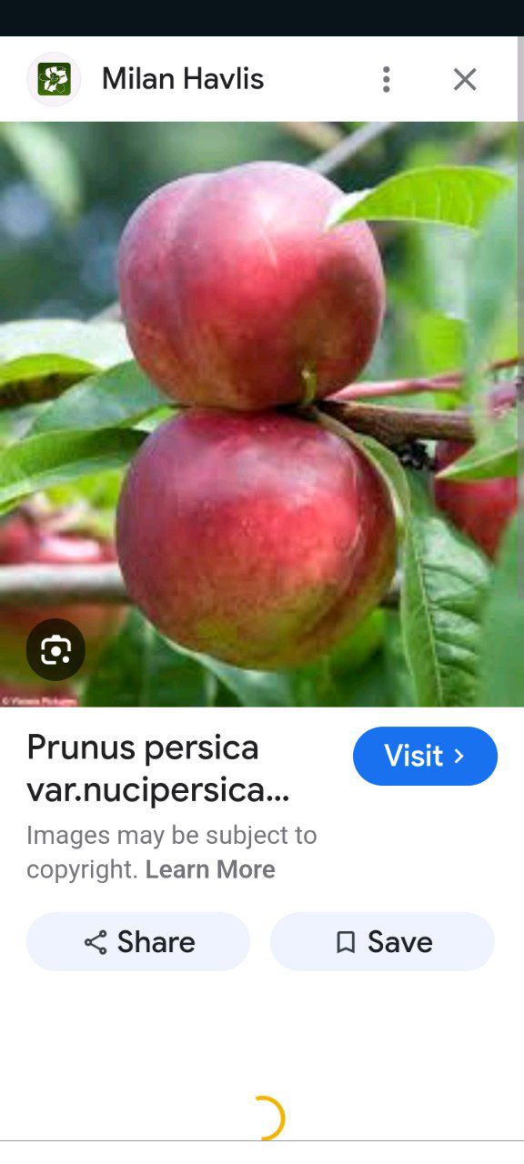 Photo of the plant species Red Peach by @HolyZygocactus named Rosa on Greg, the plant care app
