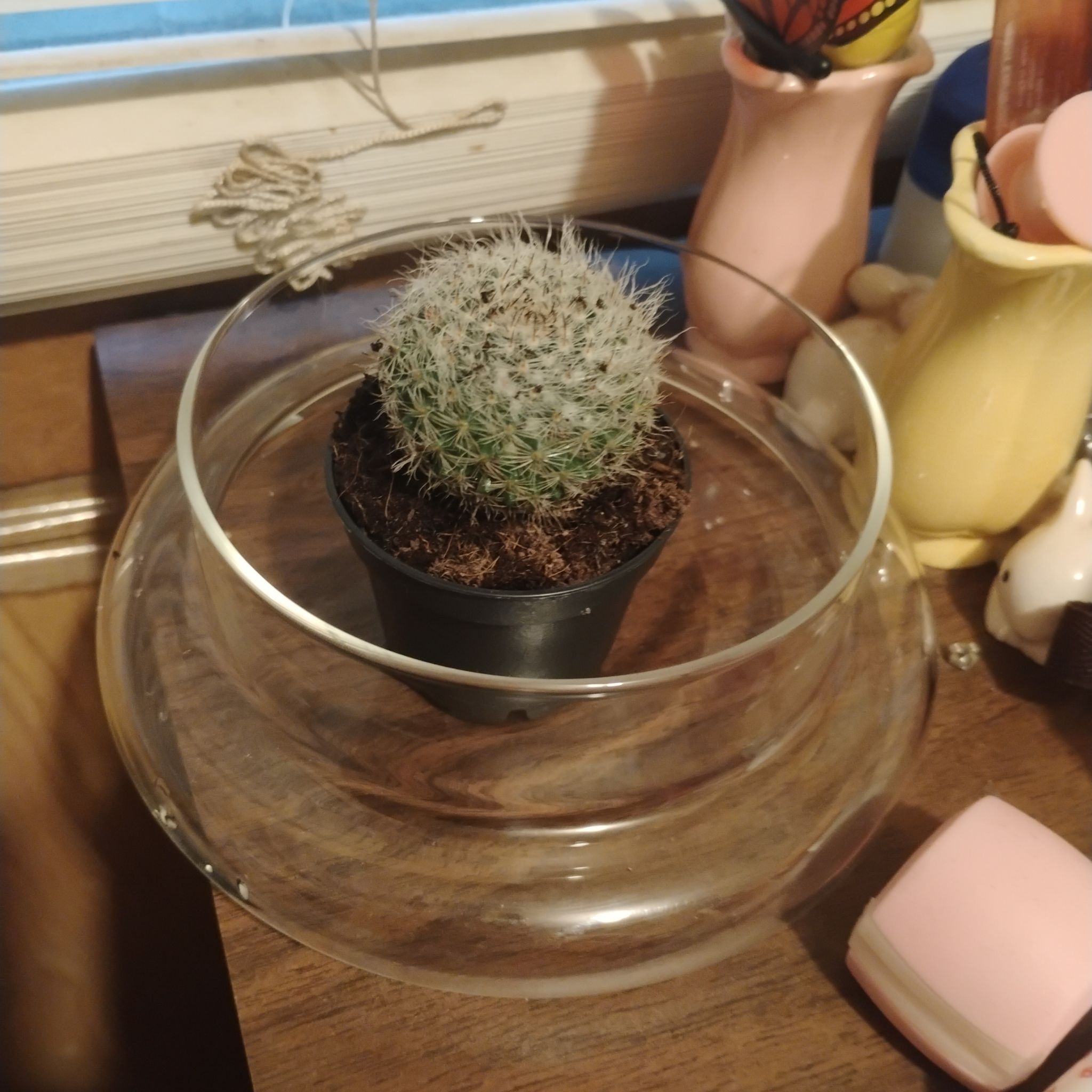 Photo of the plant species Mixed genus cacti by @KeyWolfsmilk66 named Little Him on Greg, the plant care app