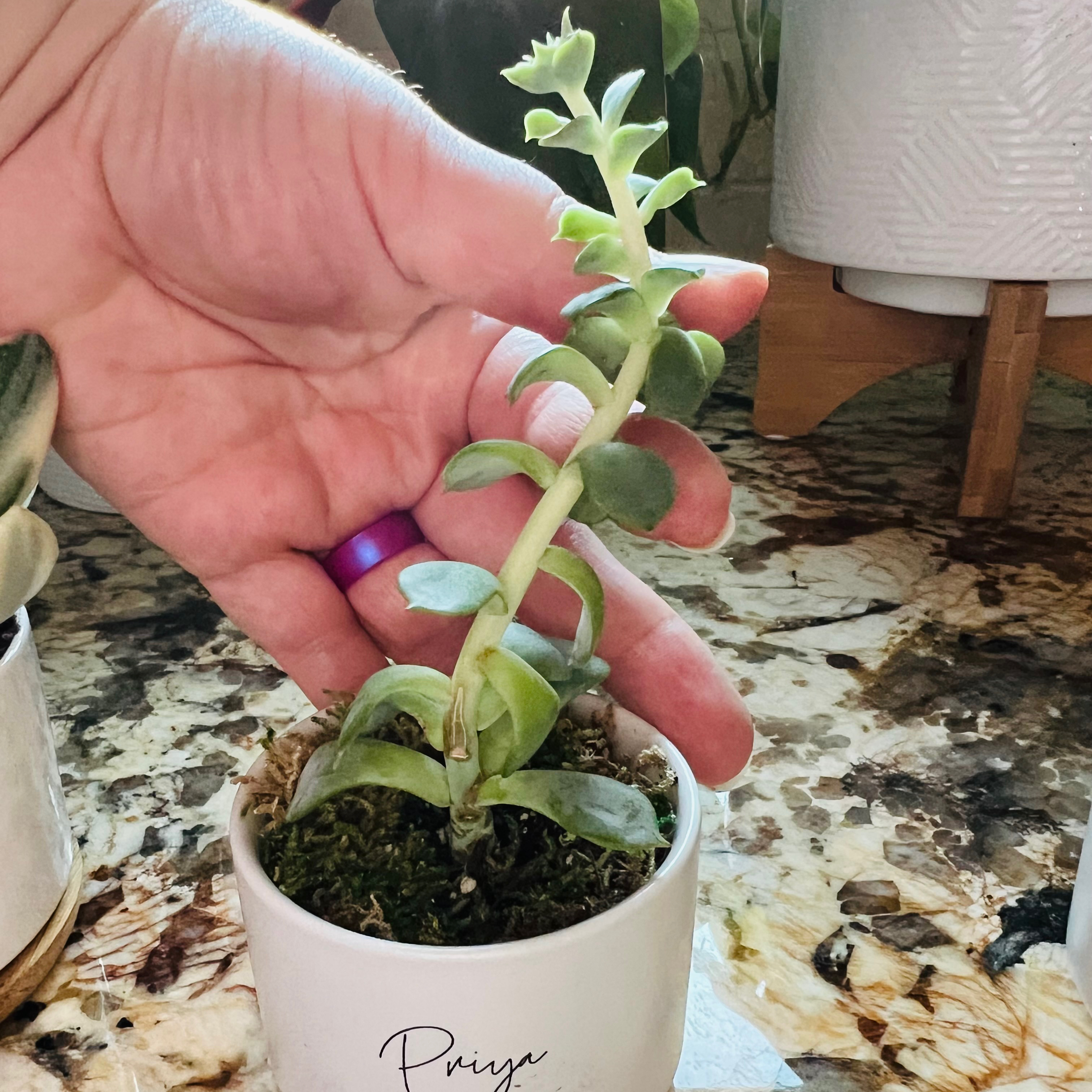 Hand holding a potted Echeveria 'Lola' succulent plant with visible soil.