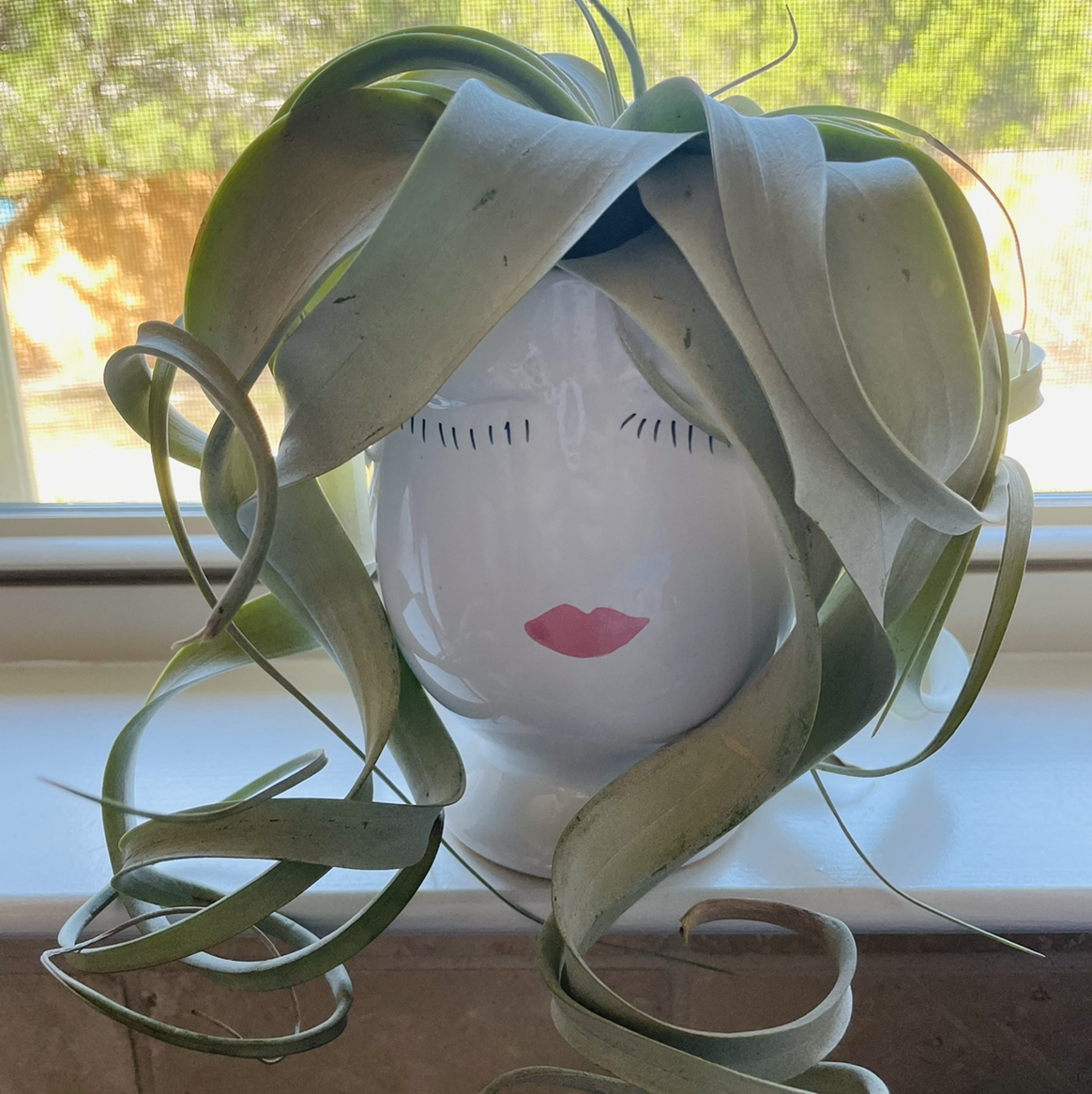 Tillandsia Xerographica plant in a decorative face pot with curly green leaves.