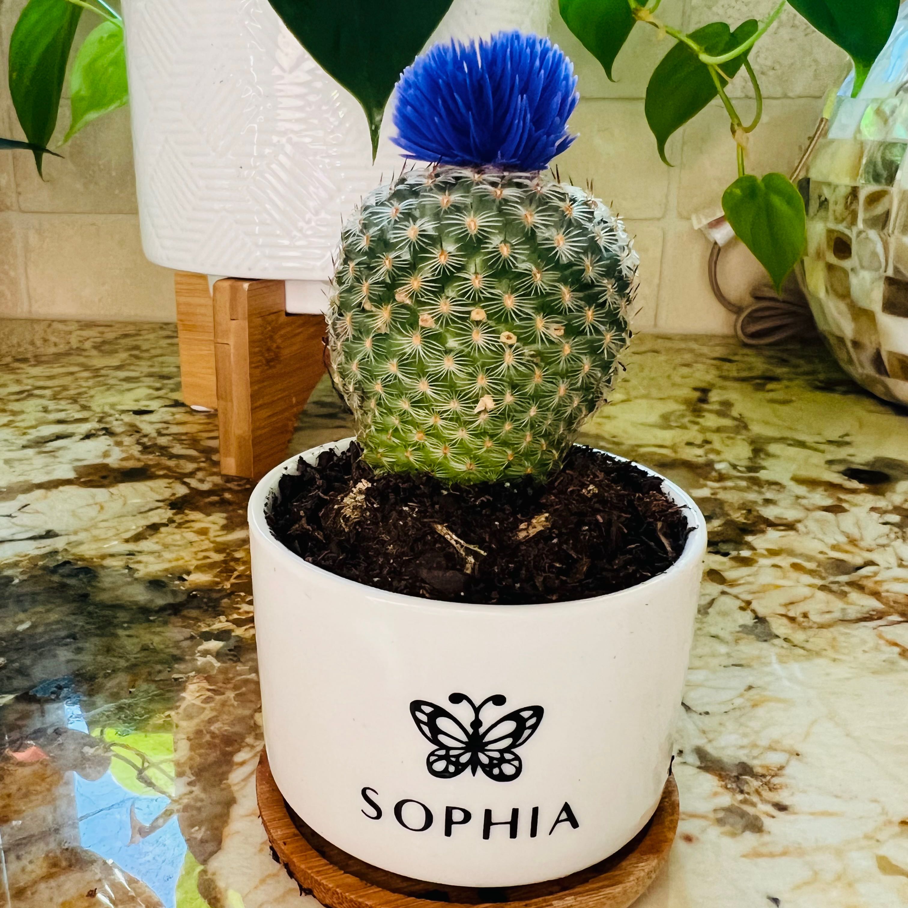 Arizona Rainbow Cactus in a white pot labeled 'Sophia' with a blue artificial flower on top.