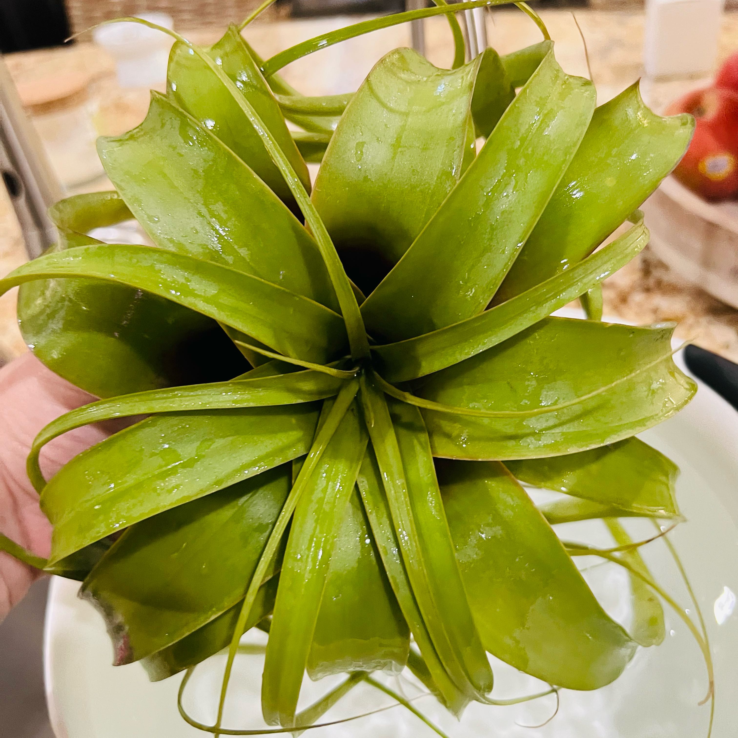 Tillandsia Xerographica plant with healthy green leaves, held by a hand.