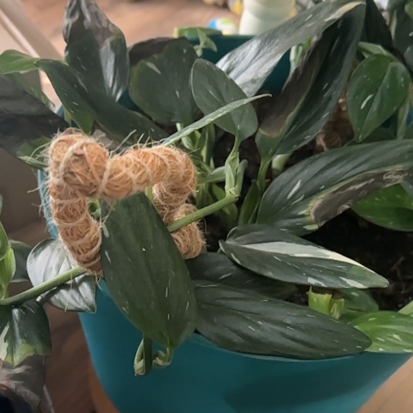 Photo of the plant species Five Holes Plant by @SmoothQuenepa30 named Surya on Greg, the plant care app