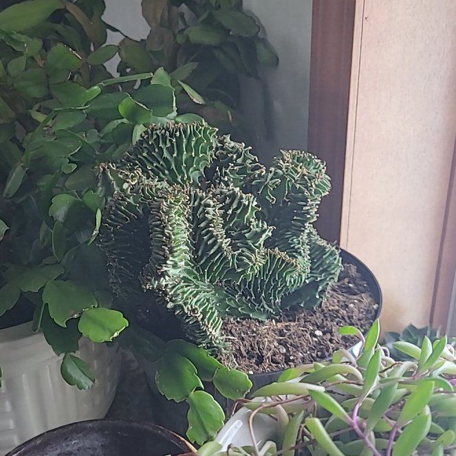 Photo of the plant species Crested Eve's Needle by @EagerTexasplume named Clooney on Greg, the plant care app