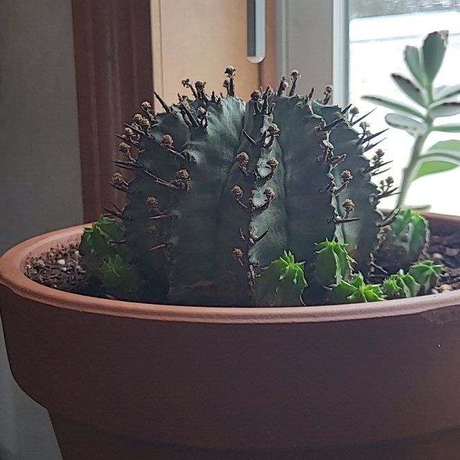 Photo of the plant species African Milk Barrel by @EagerTexasplume named Darwin on Greg, the plant care app