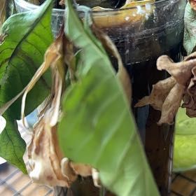 Photo of the plant species Umbrella Magnolia by @ZarfWildpetunia named Bodhi on Greg, the plant care app